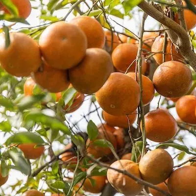 thumbnail for publication: Floridians' Perceptions of GMOs: GMOs and Florida Citrus